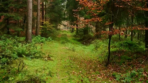 Walk along a dark forest path with spruce pine and beech trees in autumn Stock Footage 199973917