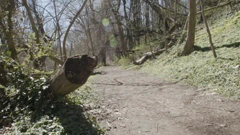 A walk along a dirt forest path on a sunny early spring day Stock Footage 302583277