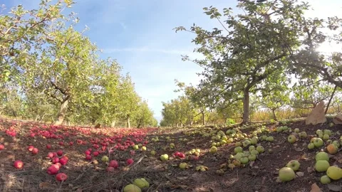 A walk along fallen apples on ground in orchard during Fall time, sound of steps 스톡 동영상 295170343