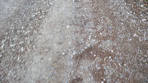 Walk along the forest bulk road Stock Footage 100413289