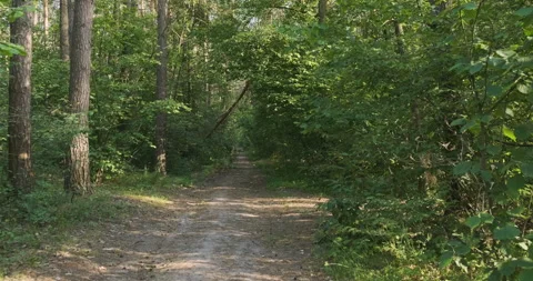 Walk along the forest path, among green bushes and trees pov. Spring summer Vídeo Stock 198006610