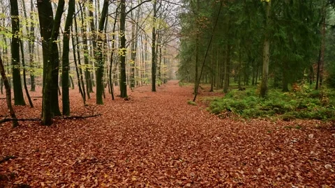 Walk along a forest path, beech forest on the left, spruce forest on the right Stock Footage 199976999