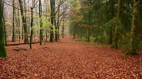 Walk along a forest path, beech forest on the left  spruce forest on the right Stock Footage 199977128