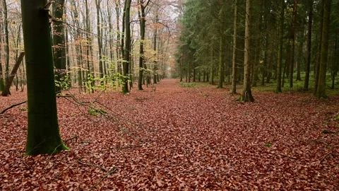 Walk along a forest path, beech forest on the left, spruce forest on the right Video stock 201532861