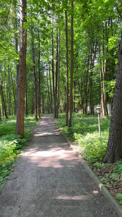 Walk along a forest path between tall trees Stock Footage 248563177