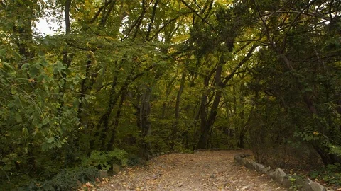 Walk along the forest path Stock Footage 108998299