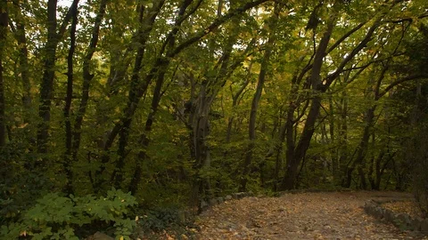 Walk along the forest path Stock Footage 108998381