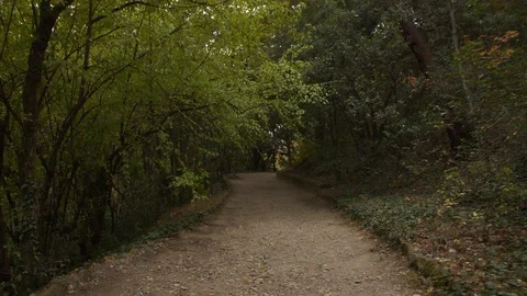 Walk along the forest path Stock Footage 108998404