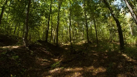 Walk along the forest path Stock Footage 114583818