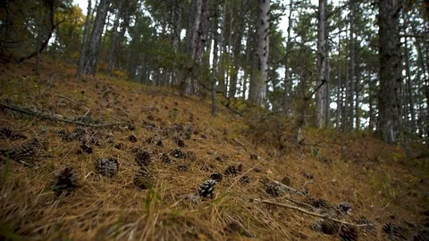Walk along the forest path Stock Footage 114584957