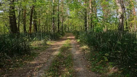 Walk along the forest path Vídeo Stock 161447885