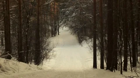 Walk along the forest road Stock Footage 48012028
