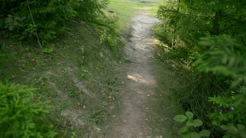 Walk along a forest trail, camera movement, forward movement Stock Footage 140224081