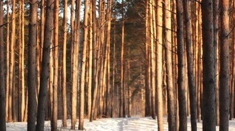 Walk along a forest trail Stock Footage 36725631