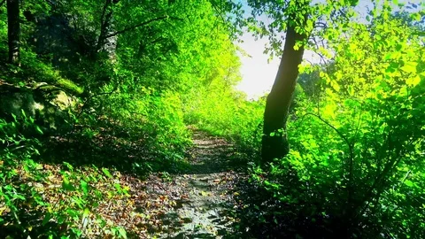 Walk along the forest trail Stock Footage 80599204
