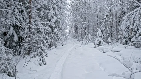 Walk along the forest trail in winter with trees beautifully covered with snow Stock Footage 129555193
