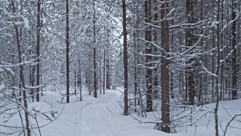 Walk along the forest trail in winter with trees beautifully covered with snow Stock Footage 129555203