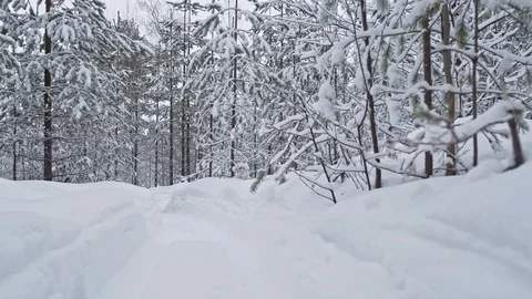 Walk along the forest trail in winter with trees beautifully covered with snow Stock Footage 129555209