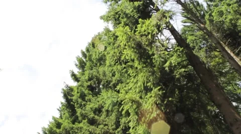 Walk along high trees Stock Footage 52660640