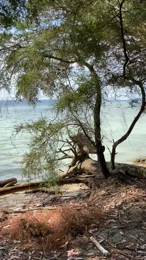 Walk along the lake in Rotorua Vídeo Stock 344123371