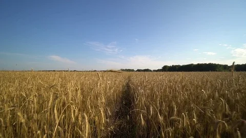 Walk along a narrow path through a golden wheat field towards the forest. Stock Footage 78602364