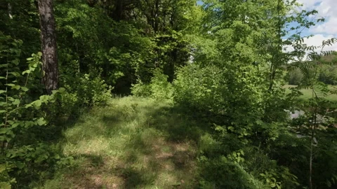 Walk along the overgrown paths of the old forest, camera at human chest level Stock Footage 157124217