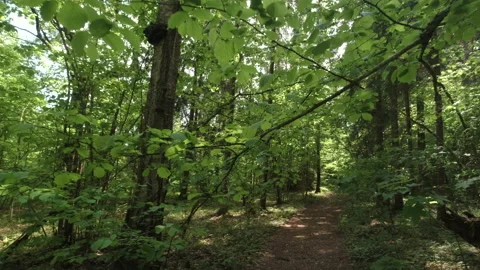 Walk along the overgrown paths of the old forest, camera at human chest level Video stock 157125628