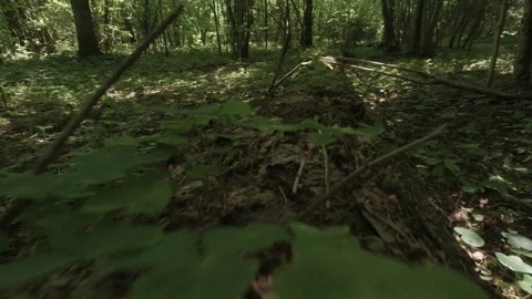 A walk along the overgrown paths of an old forest Video stock 157125969