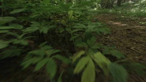 A walk along the overgrown paths of an old forest Video stock 157126422