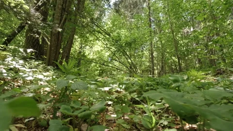 A walk along the overgrown paths of an old forest Video stock 157127778