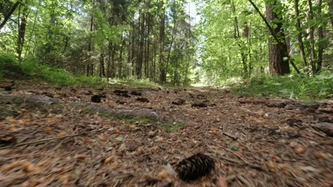 A walk along the overgrown paths of an old forest Video stock 157128071