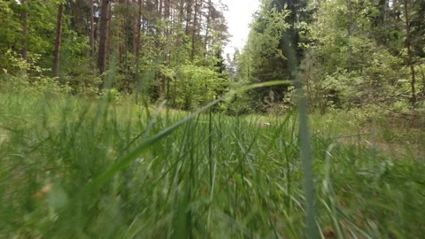 A walk along the overgrown paths of an old forest Video stock 157128434