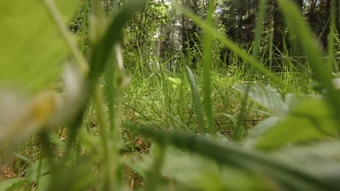 A walk along the overgrown paths of an old forest Stock Footage 157128640