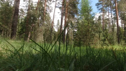 A walk along the overgrown paths of an old forest Video stock 157128751