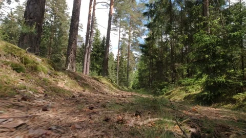 A walk along the overgrown paths of an old forest Stock Footage 157128923