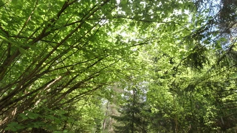 Walk along the overgrown paths of the old forest Stock Footage 157129208