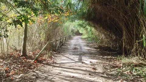 Walk along park paths through bushes and thickets, first person view Stock-Footage 164651679