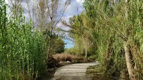 Walk along park paths through bushes and thickets, first person view Stock Footage 164651699