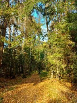 Walk along the path in the forest Stock Photos