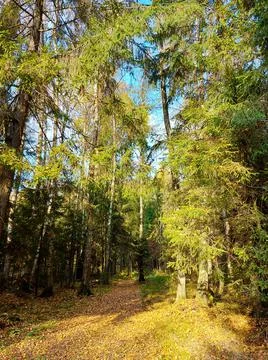 Walk along the path in the forest Stock Photos