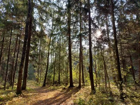 Walk along the path in the forest Stock Photos