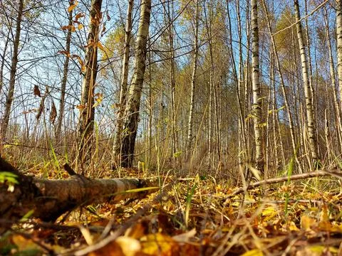 Walk along the path in the forest Stock Photos