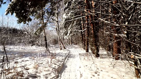 Walk along the path in the snowy forest. Stabilized gimbal pov shot. Sunny day. Stock Footage 85636509