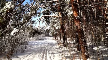 Walk along the path in the snowy forest. Stabilized gimbal pov shot. Sunny day. Stock Footage 85670410