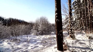 Walk along the path in the snowy forest. Stabilized gimbal pov shot. Sunny day. Stock Footage 85687255