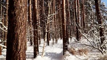 Walk along the path in the snowy forest. Stabilized gimbal pov shot. Sunny day. Stock Footage 85702830