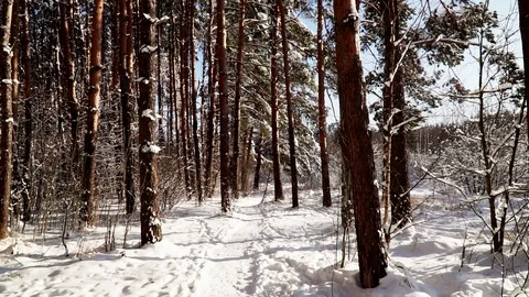 Walk along the path in the snowy forest. Stabilized gimbal pov shot. Sunny day. Stock Footage 85707274