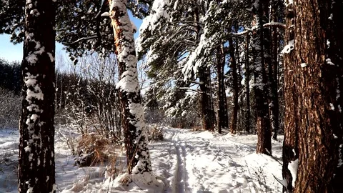 Walk along the path in the snowy forest. Stabilized gimbal pov shot. Sunny day. Stock Footage 85751390