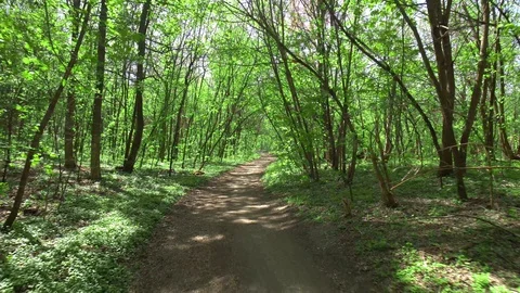 Walk Along the Path in Spring Forest Stock-Footage 129465848