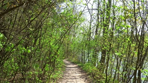 Walk Along the Path in Spring Forest Near The River Stock-Footage 129467306